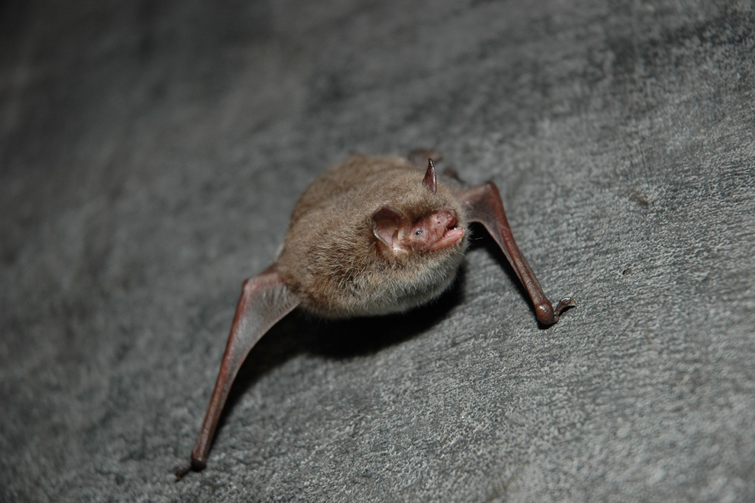 Vrijwilligers gezocht voor vleermuiswerkgroep in Overbetuwe